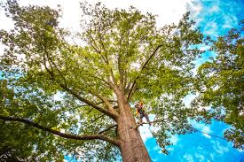 Reliable Lucas Valley Marinwood, CA Tree Care Solutions