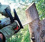 Tree and Shrub Care in Lucas Valley Marinwood, CA