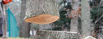 Best Tree Maintenance Programs  in Lus Valley Marinwood, CA
