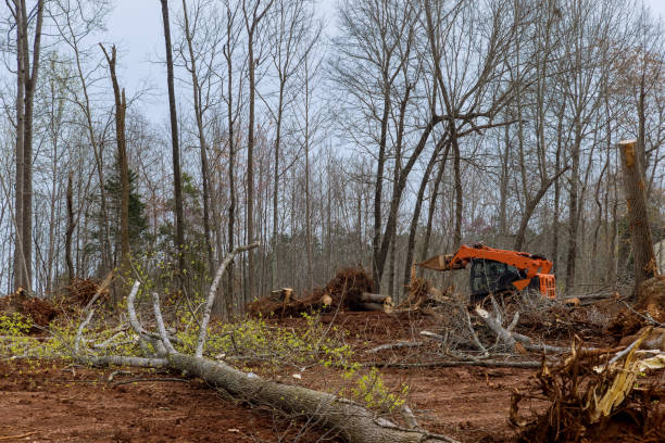 Best Storm Damage Tree Cleanup  in Lus Valley Marinwood, CA
