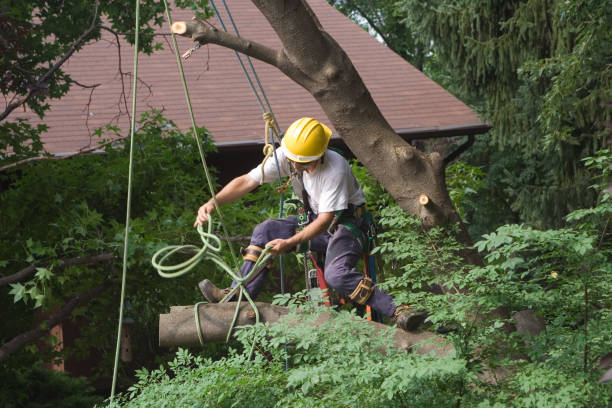 Best Tree Trimming and Pruning  in Lus Valley Marinwood, CA