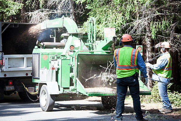  Lus Valley Marinwood, CA Tree Care Pros
