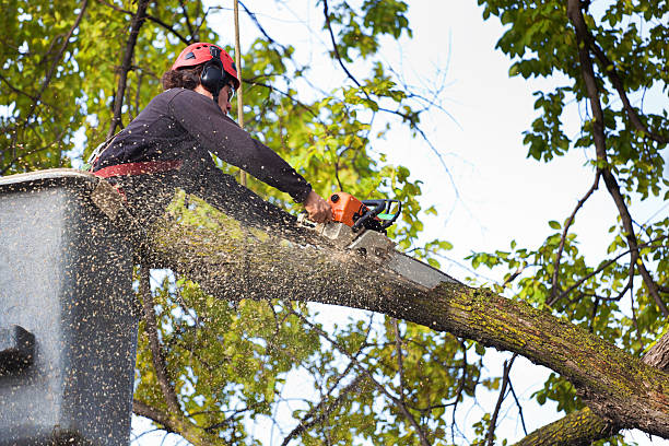 Best Tree Risk Assessment  in Lus Valley Marinwood, CA