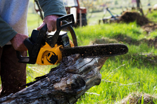 Best Root Management and Removal  in Lus Valley Marinwood, CA